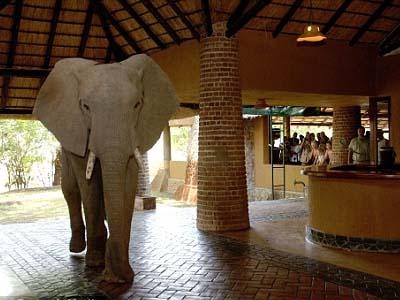 Wah, Wisatawan Bisa Melihat Gajah Melintas Di Lobi Hotel Ini!